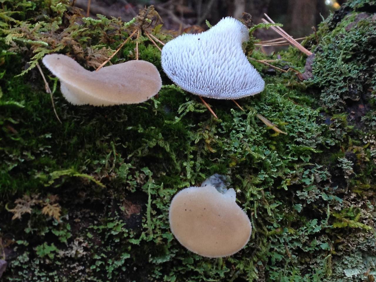 Observation mo-185315, Pseudohydnum gelatinosum