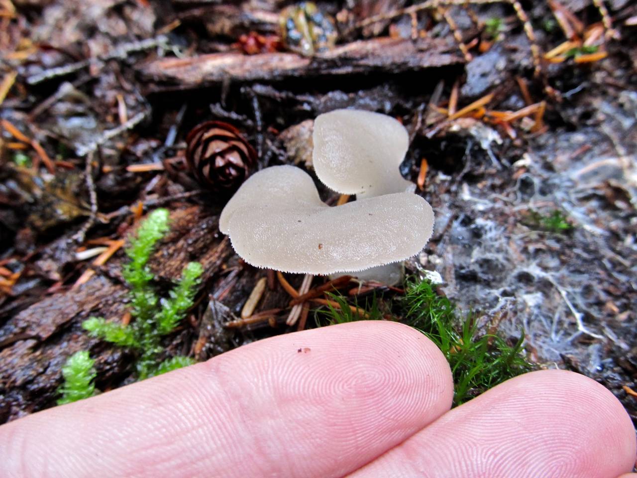 Observation mo-186007, Pseudohydnum gelatinosum