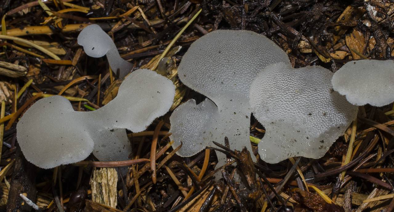 Observation mo-187018, Pseudohydnum gelatinosum