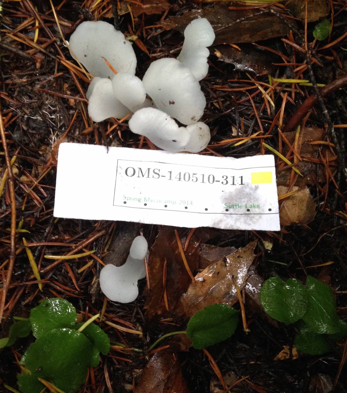 Observation mo-187144, Pseudohydnum gelatinosum
