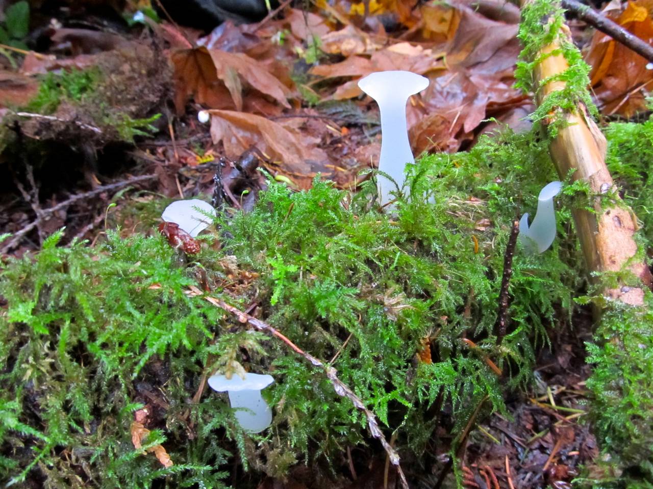 Observation mo-187284, Pseudohydnum gelatinosum