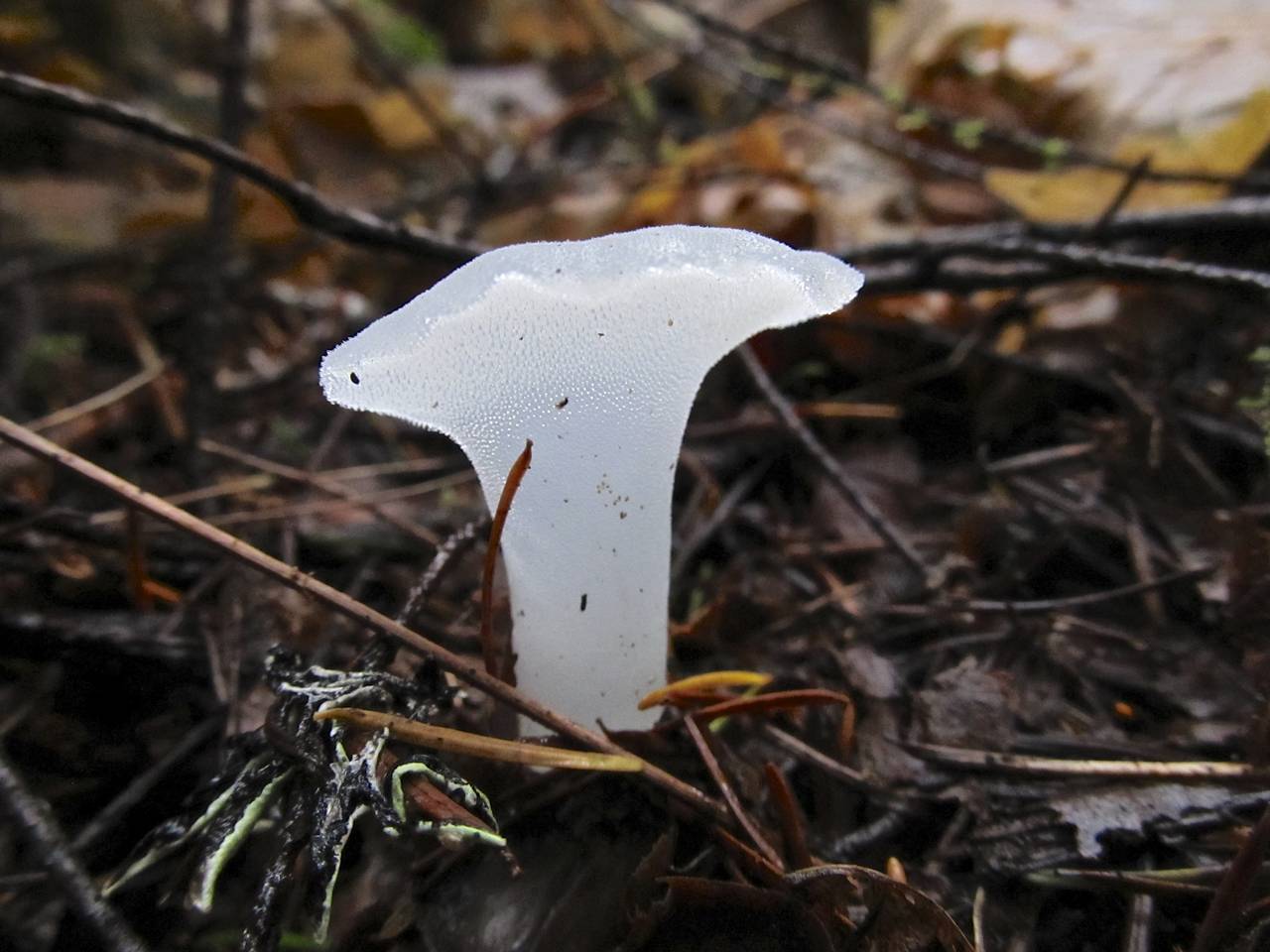 Observation mo-187289, Pseudohydnum gelatinosum