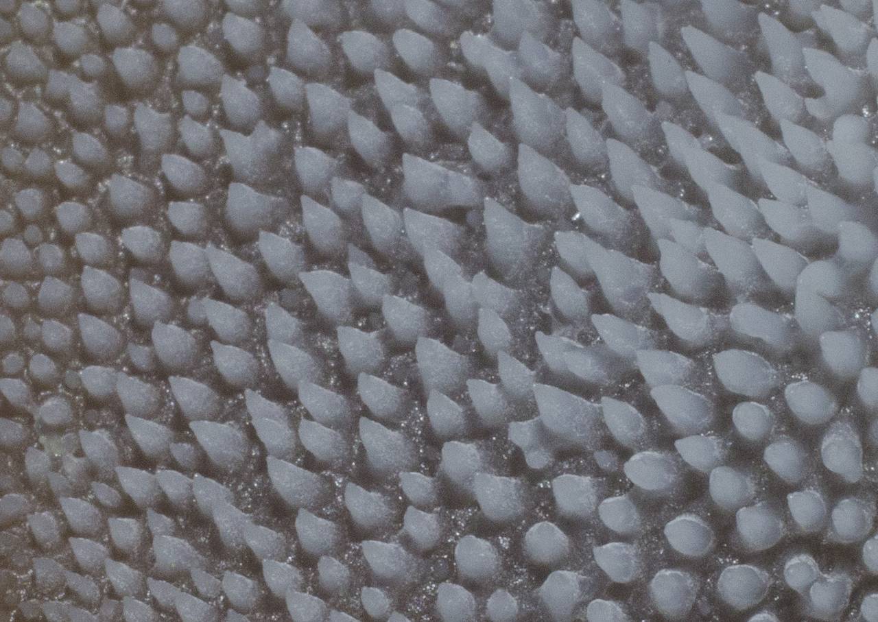 Observation mo-187812, Pseudohydnum gelatinosum