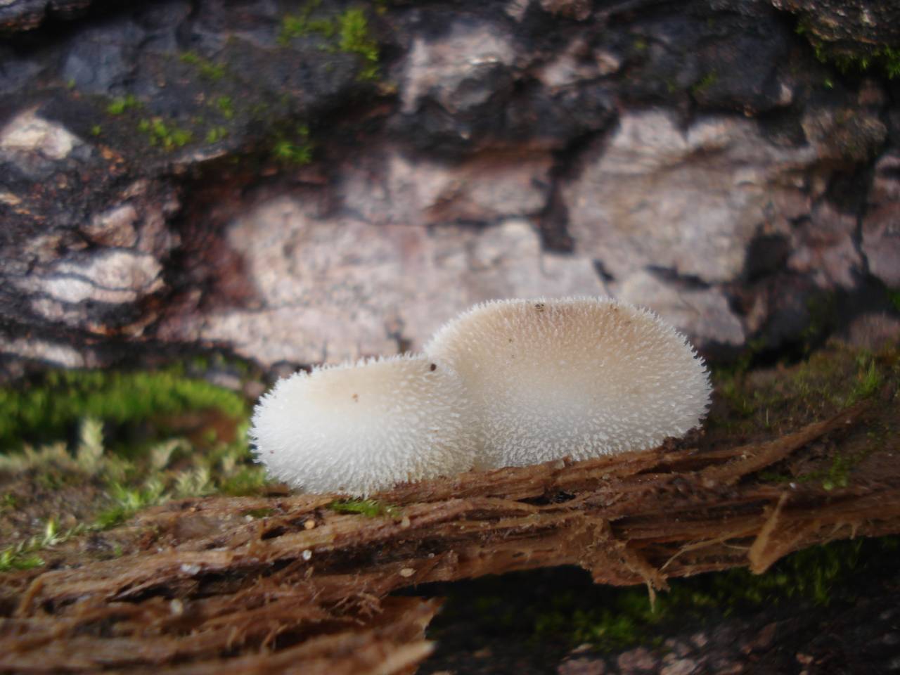 Observation mo-187998, Pseudohydnum gelatinosum