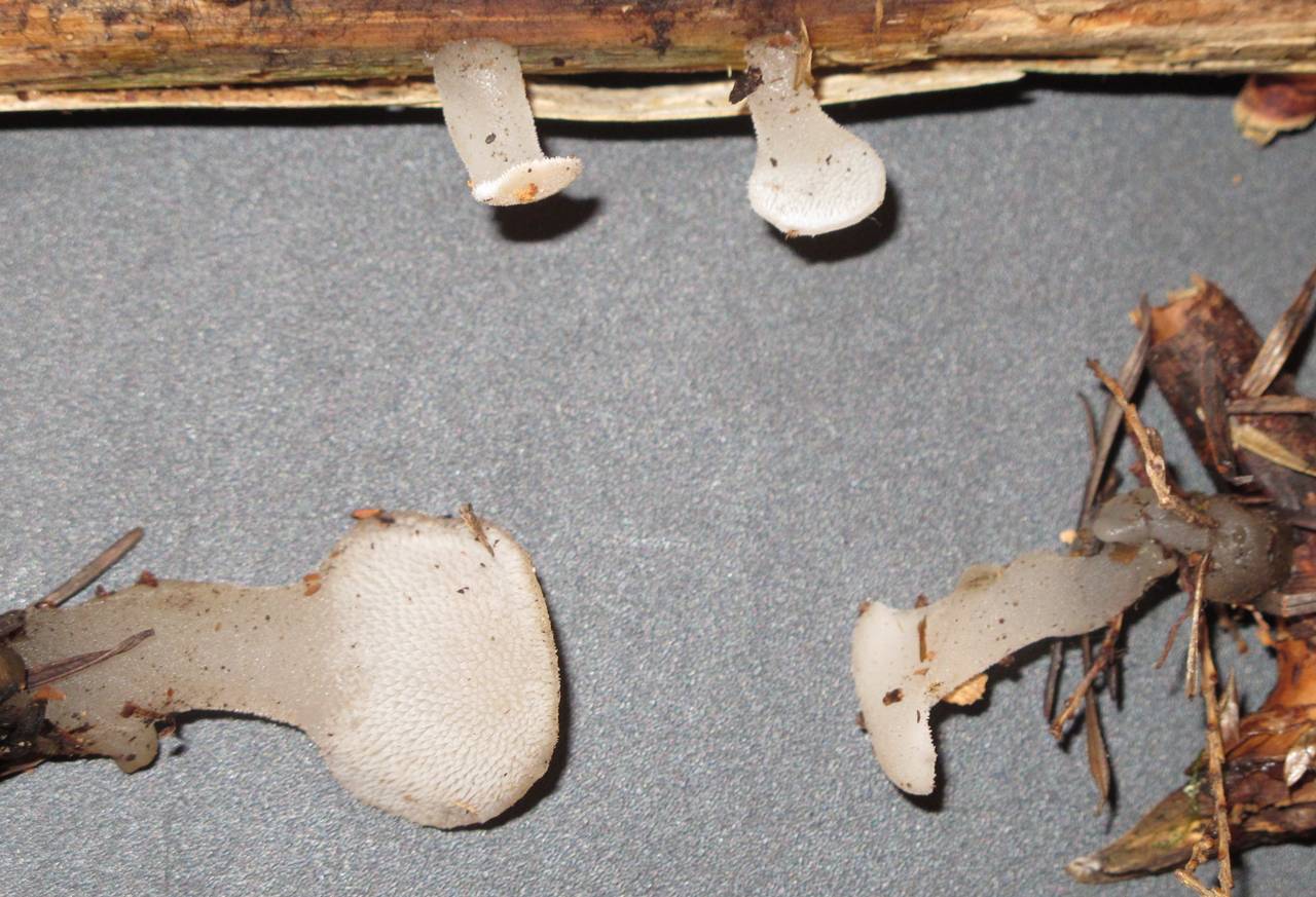 Observation mo-188489, Pseudohydnum gelatinosum