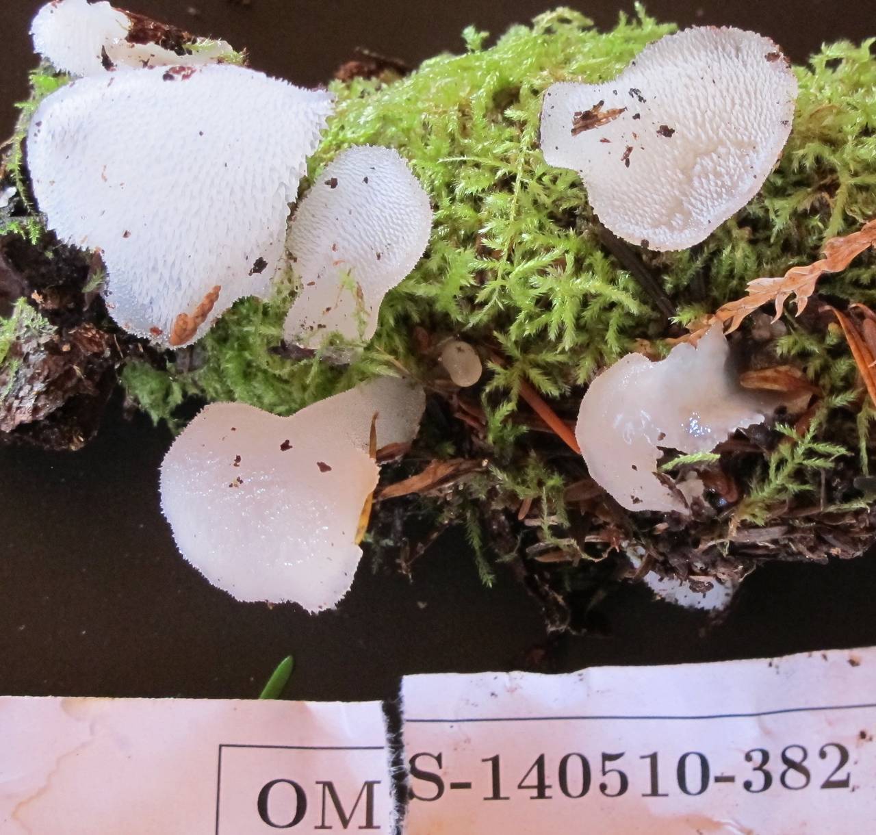 Observation mo-188495, Pseudohydnum gelatinosum