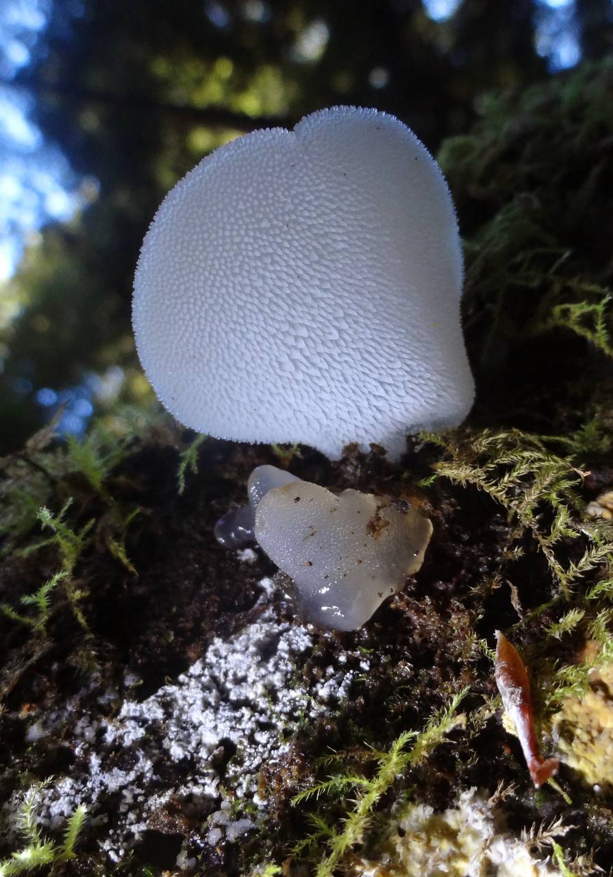 Observation mo-190457, Pseudohydnum gelatinosum