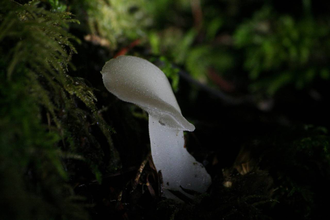 Observation mo-190467, Pseudohydnum gelatinosum