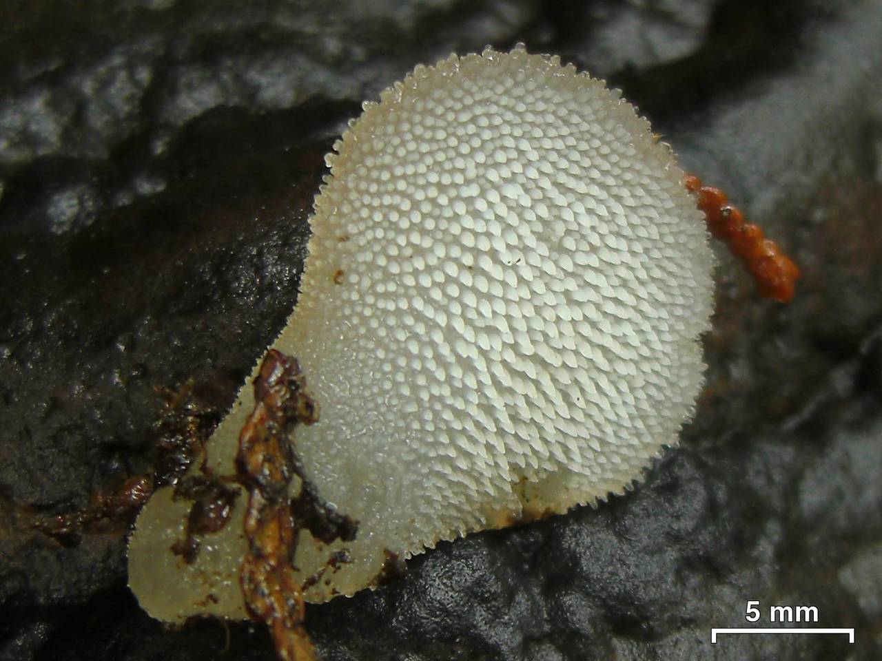 Observation mo-191506, Pseudohydnum gelatinosum