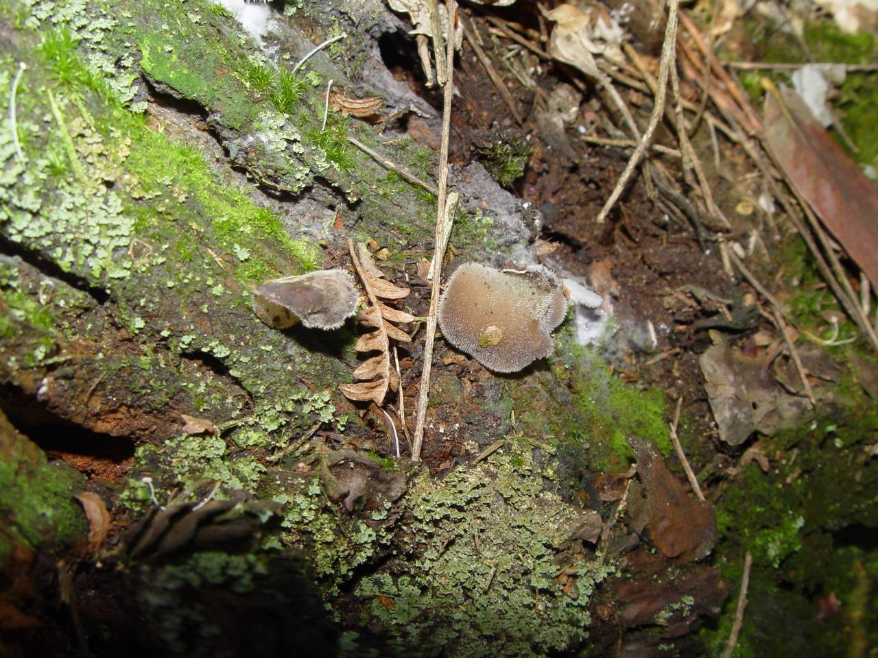 Observation mo-192231, Pseudohydnum gelatinosum