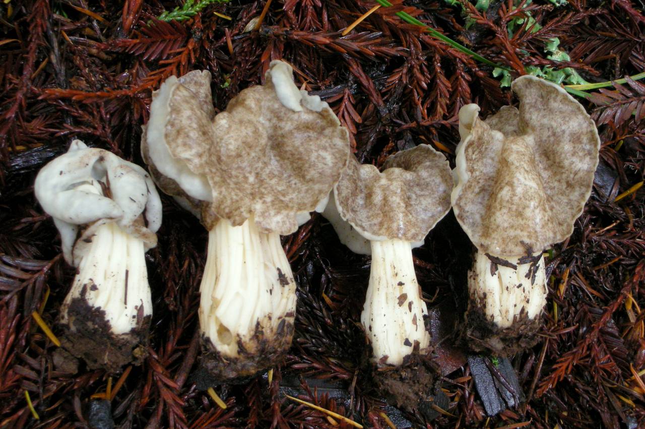 Observation mo-192891, Helvella maculata