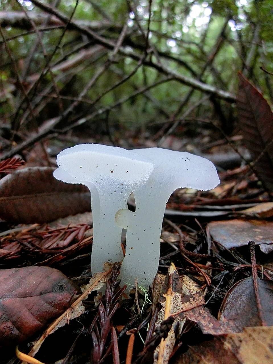 Observation mo-192972, Pseudohydnum gelatinosum