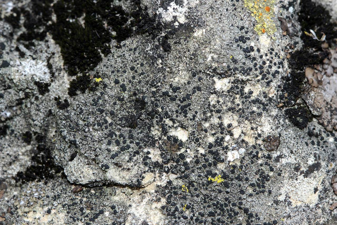 Observation mo-193290, Lecidea cyrtidia