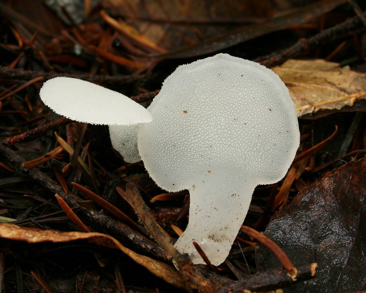 Observation mo-193464, Pseudohydnum gelatinosum