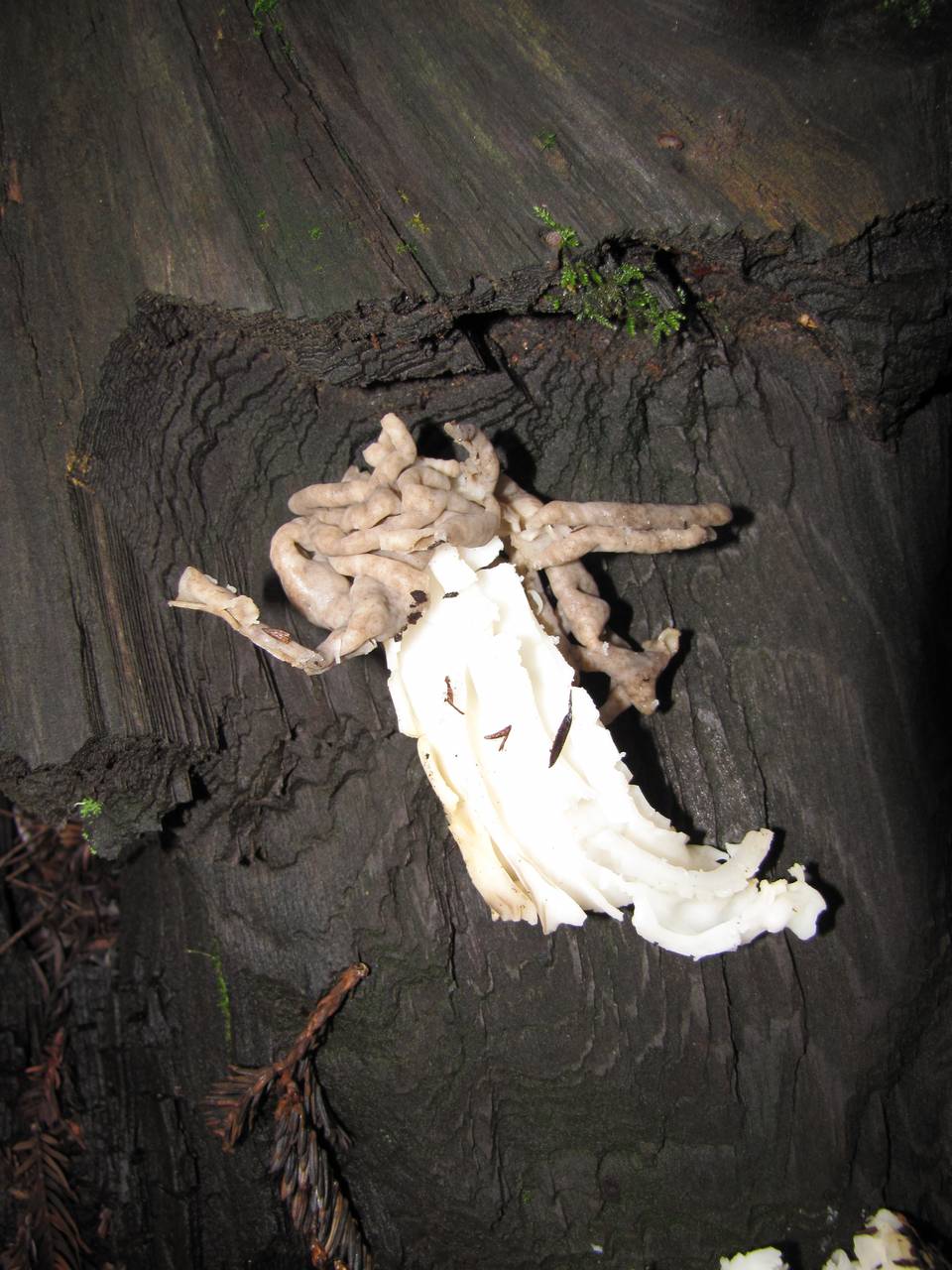 Observation mo-19365, Helvella maculata