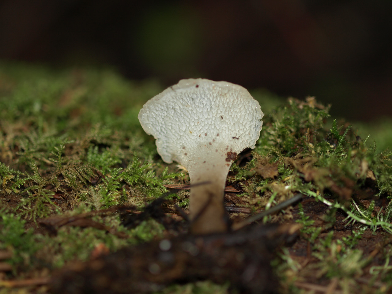 Observation mo-19419, Pseudohydnum gelatinosum