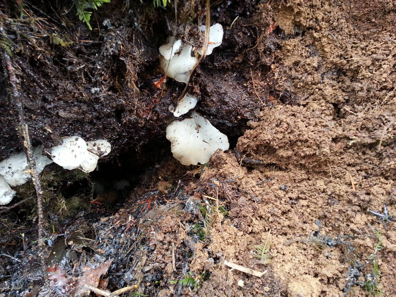 Observation mo-195377, Pseudohydnum gelatinosum