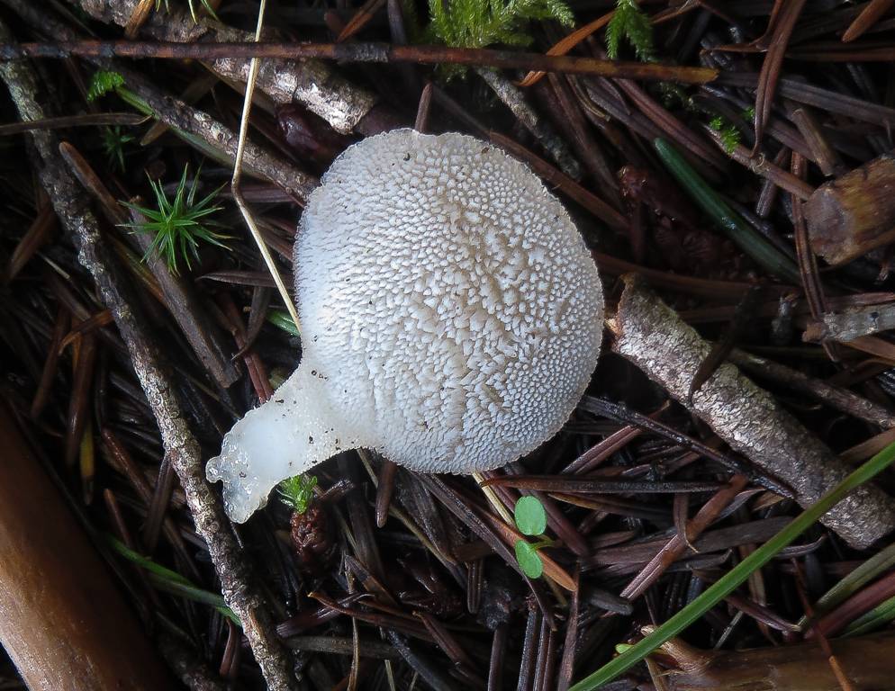Observation mo-196479, Pseudohydnum gelatinosum
