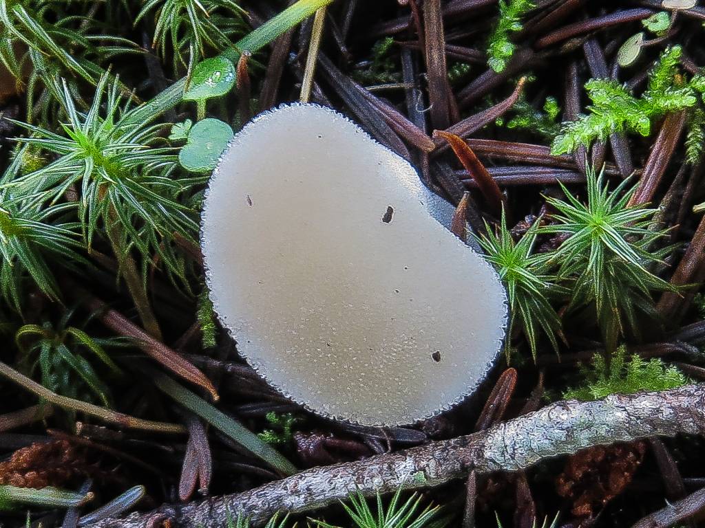 Observation mo-196481, Pseudohydnum gelatinosum