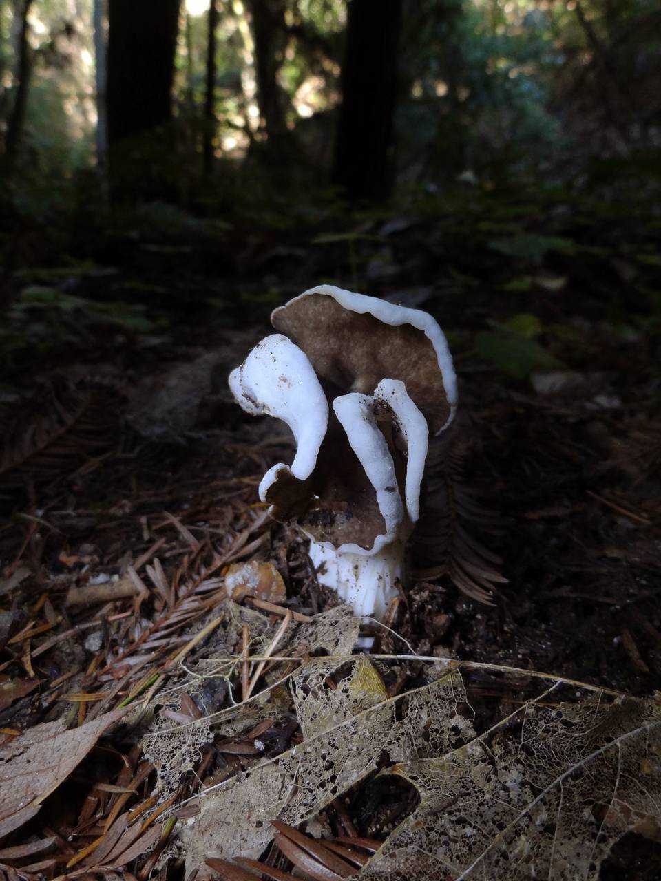 Observation mo-196566, Helvella maculata