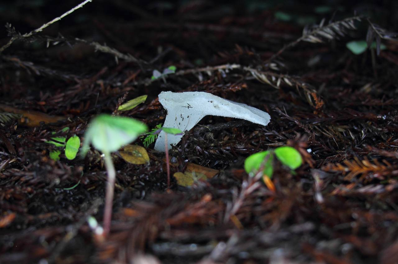 Observation mo-196707, Pseudohydnum gelatinosum