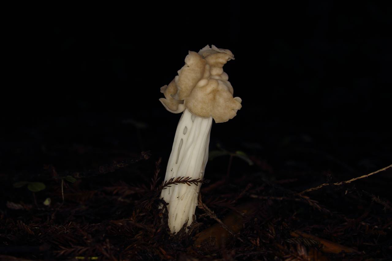 Observation mo-196771, Helvella maculata