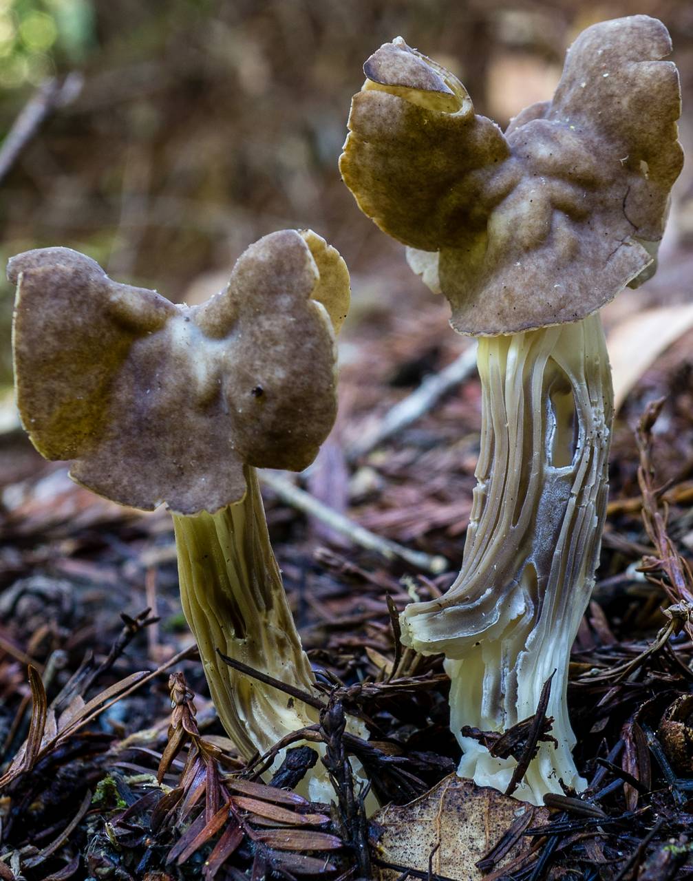 Observation mo-197496, Helvella maculata