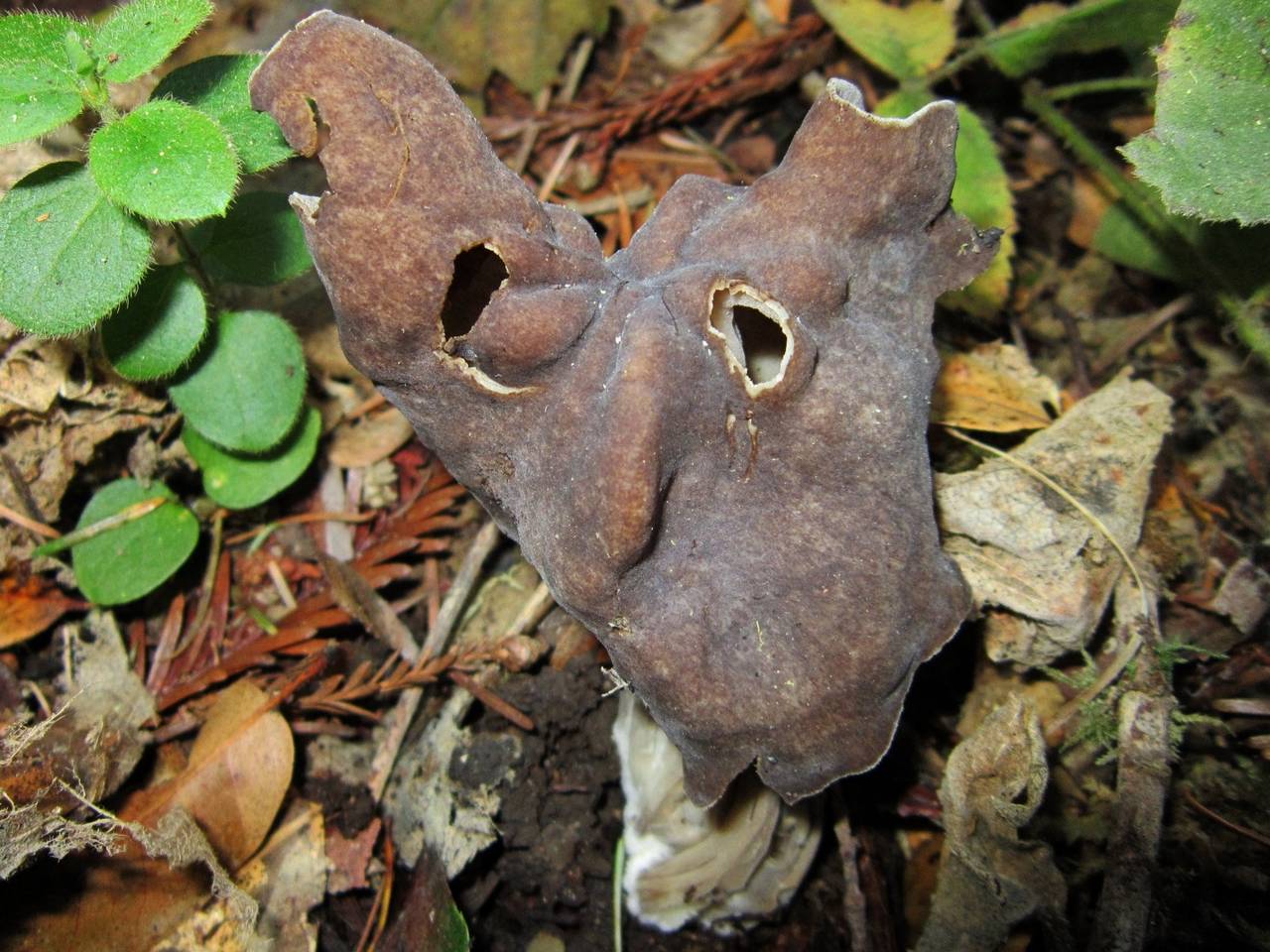 Observation mo-197601, Helvella maculata