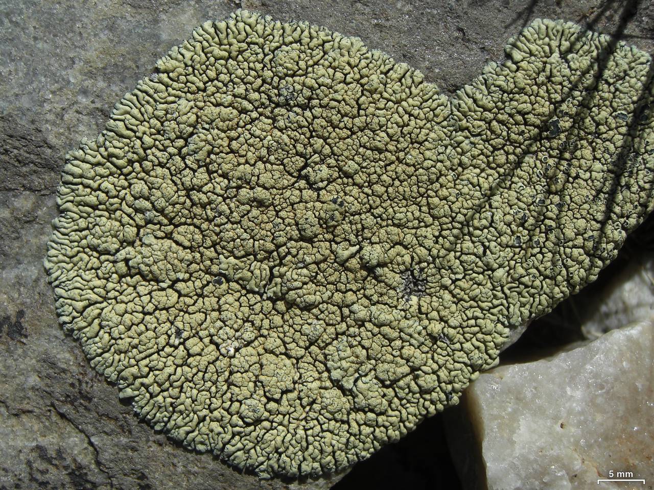 Observation mo-197769, Lecanora novomexicana
