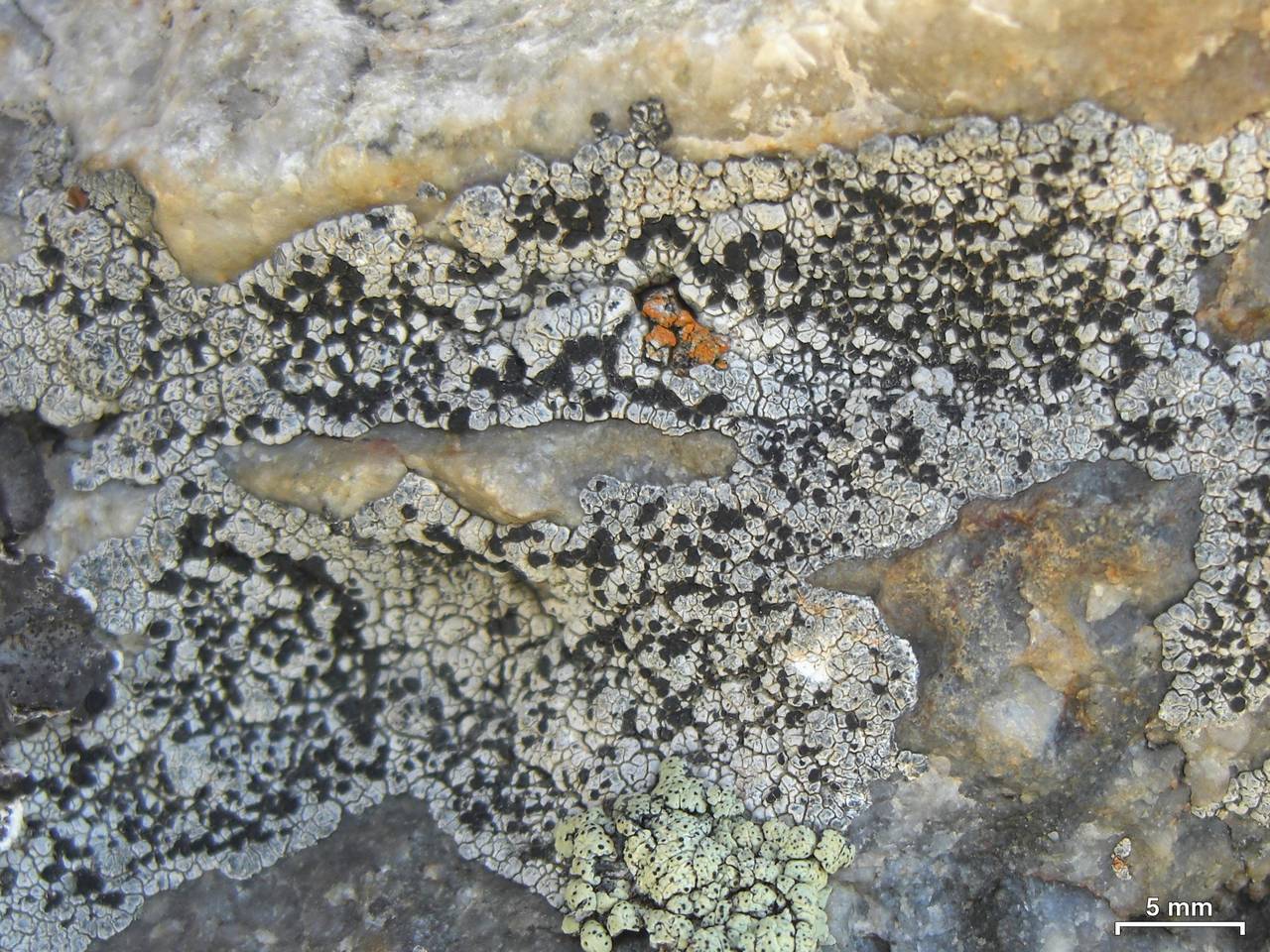 Observation mo-197937, Lecidea lapicida