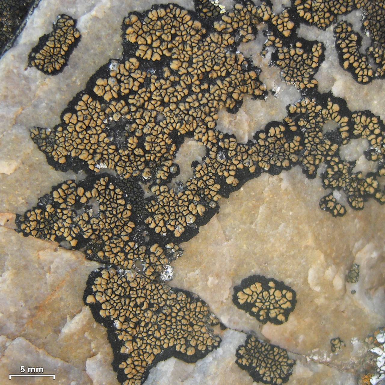 Observation mo-197943, Lecidea syncarpa