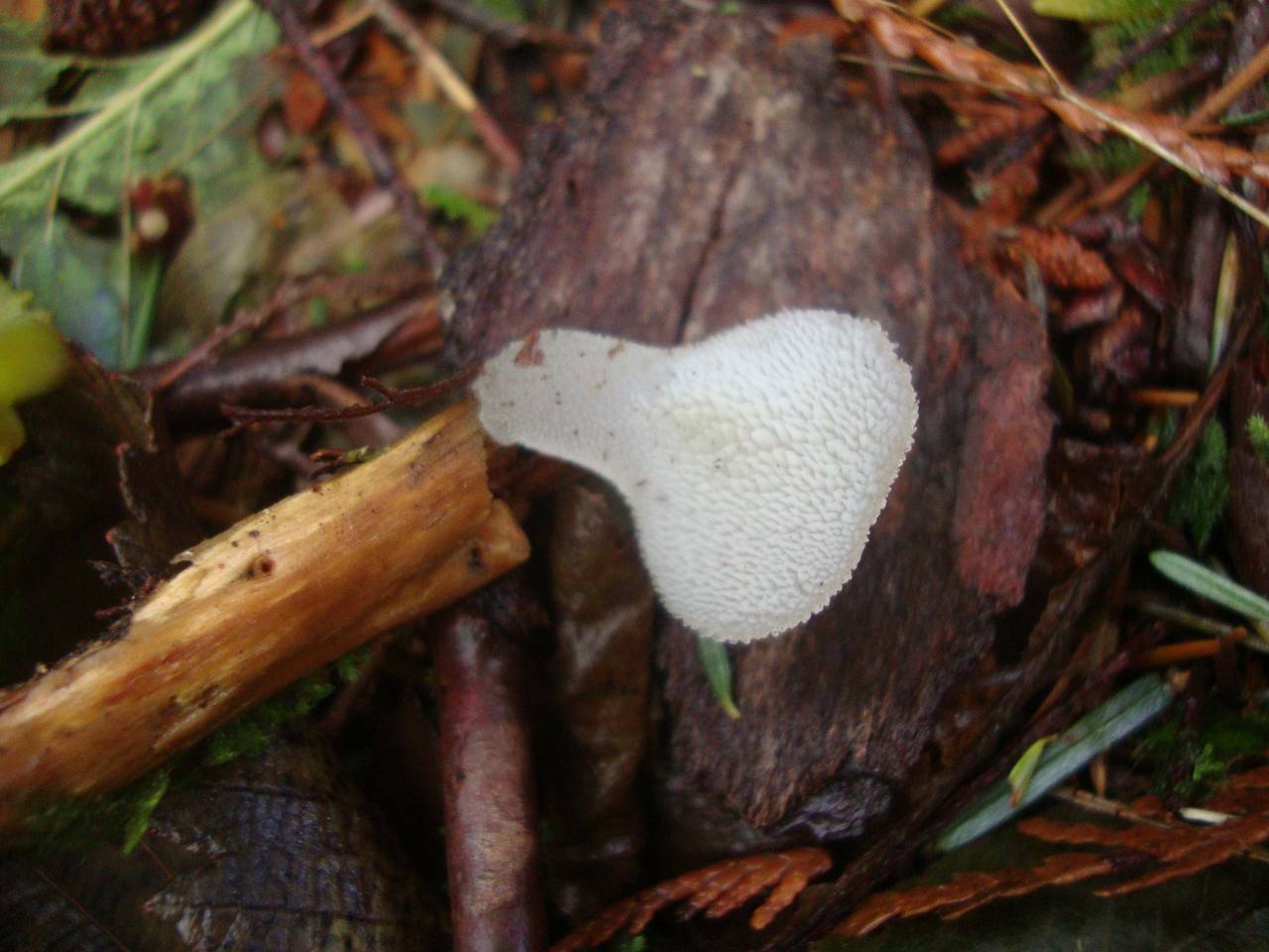 Observation mo-198009, Pseudohydnum gelatinosum