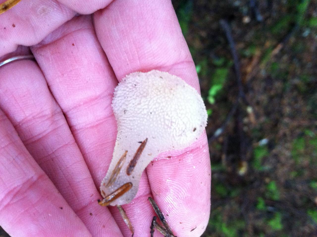 Observation mo-198011, Pseudohydnum gelatinosum