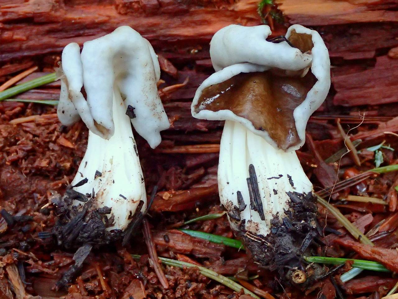Observation mo-198452, Helvella maculata