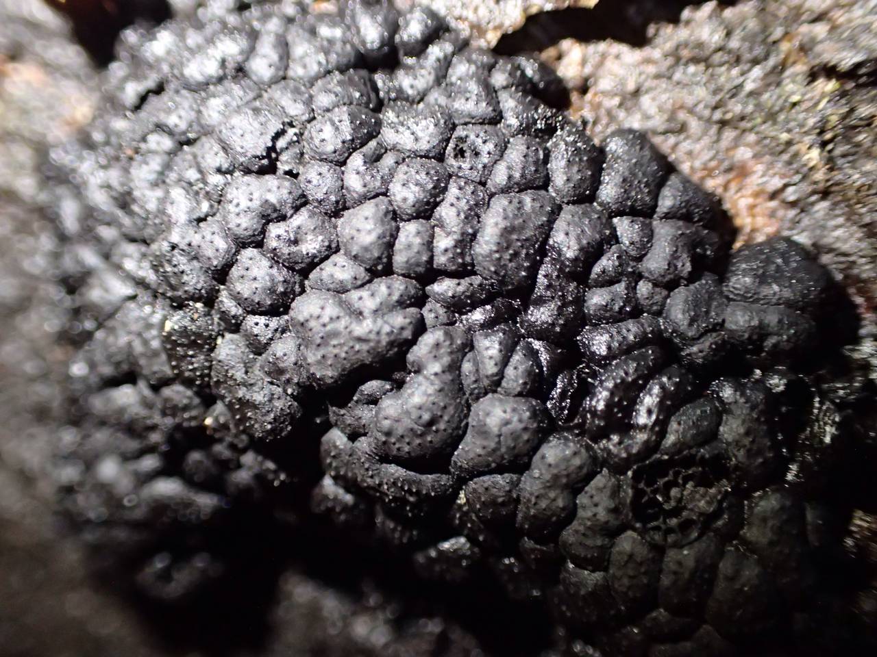Observation mo-198789, Kretzschmaria cetrarioides