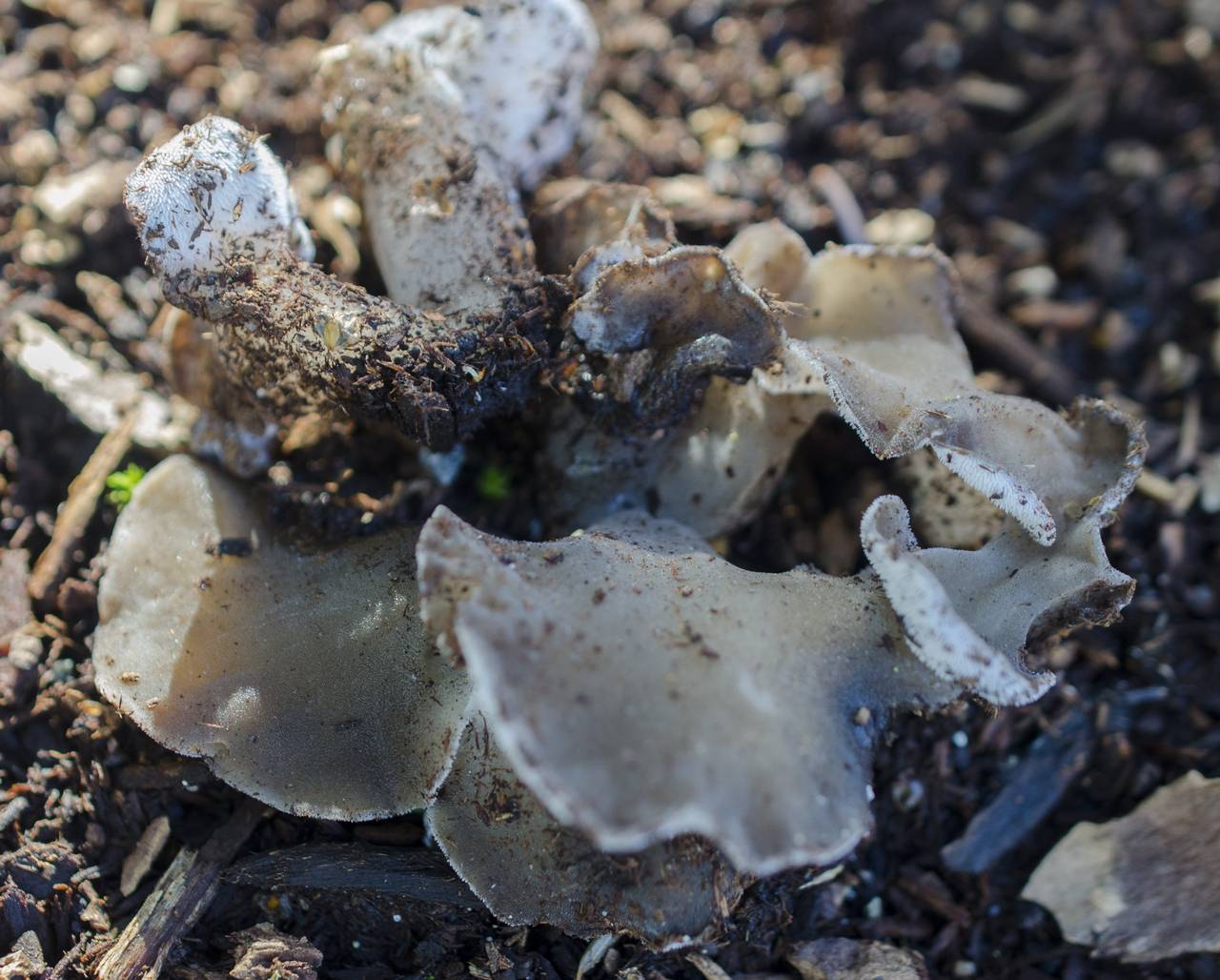 Observation mo-198849, Pseudohydnum gelatinosum