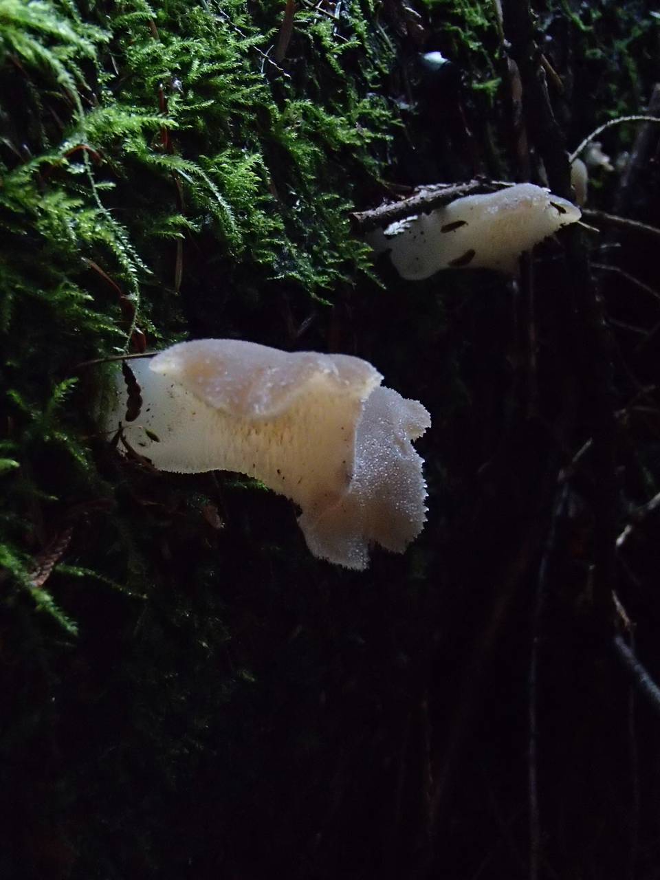 Observation mo-200210, Pseudohydnum gelatinosum
