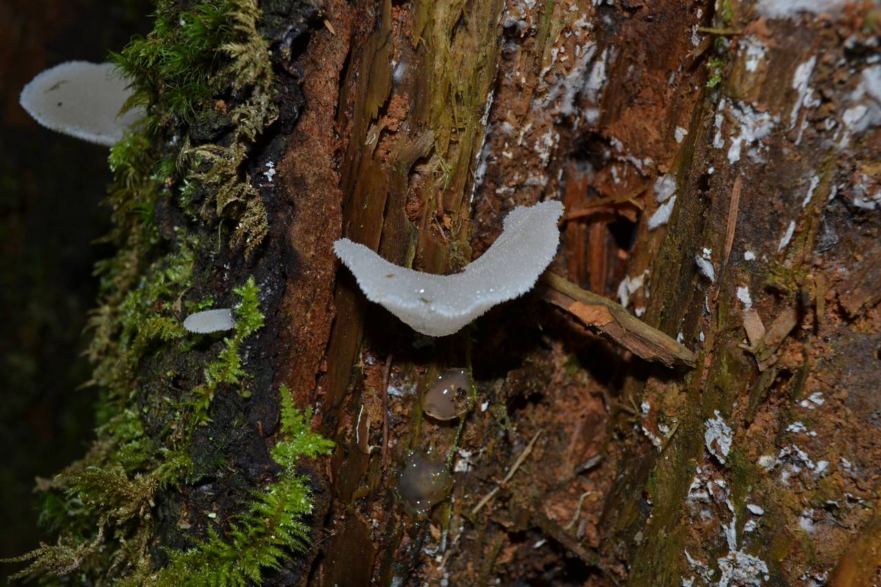 Observation mo-200216, Pseudohydnum gelatinosum
