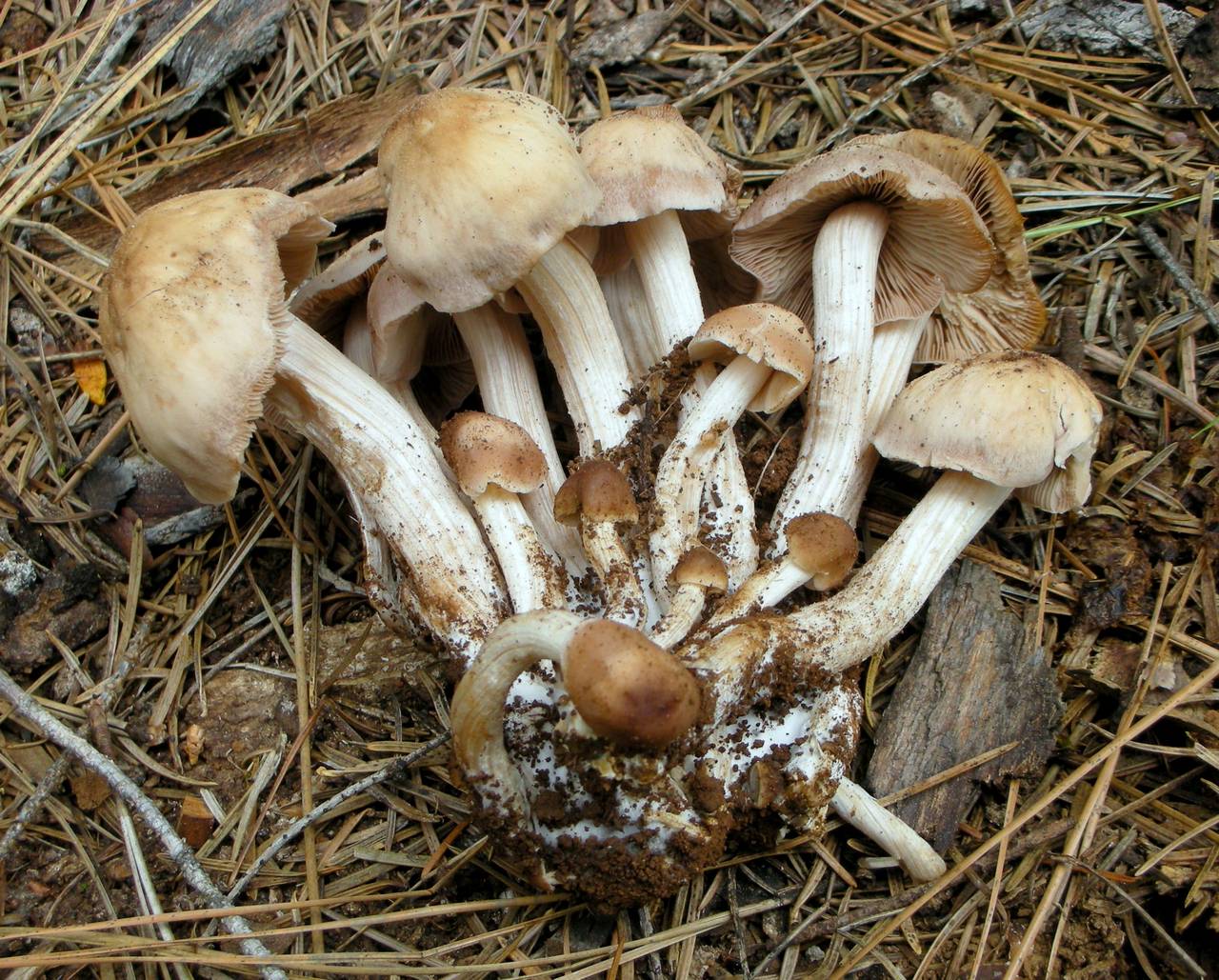 Observation mo-200652, Psathyrella spadicea