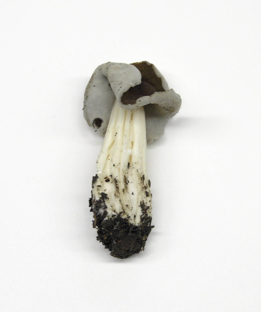 Observation mo-20153, Helvella maculata