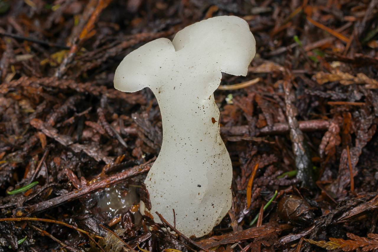 Observation mo-202729, Pseudohydnum gelatinosum