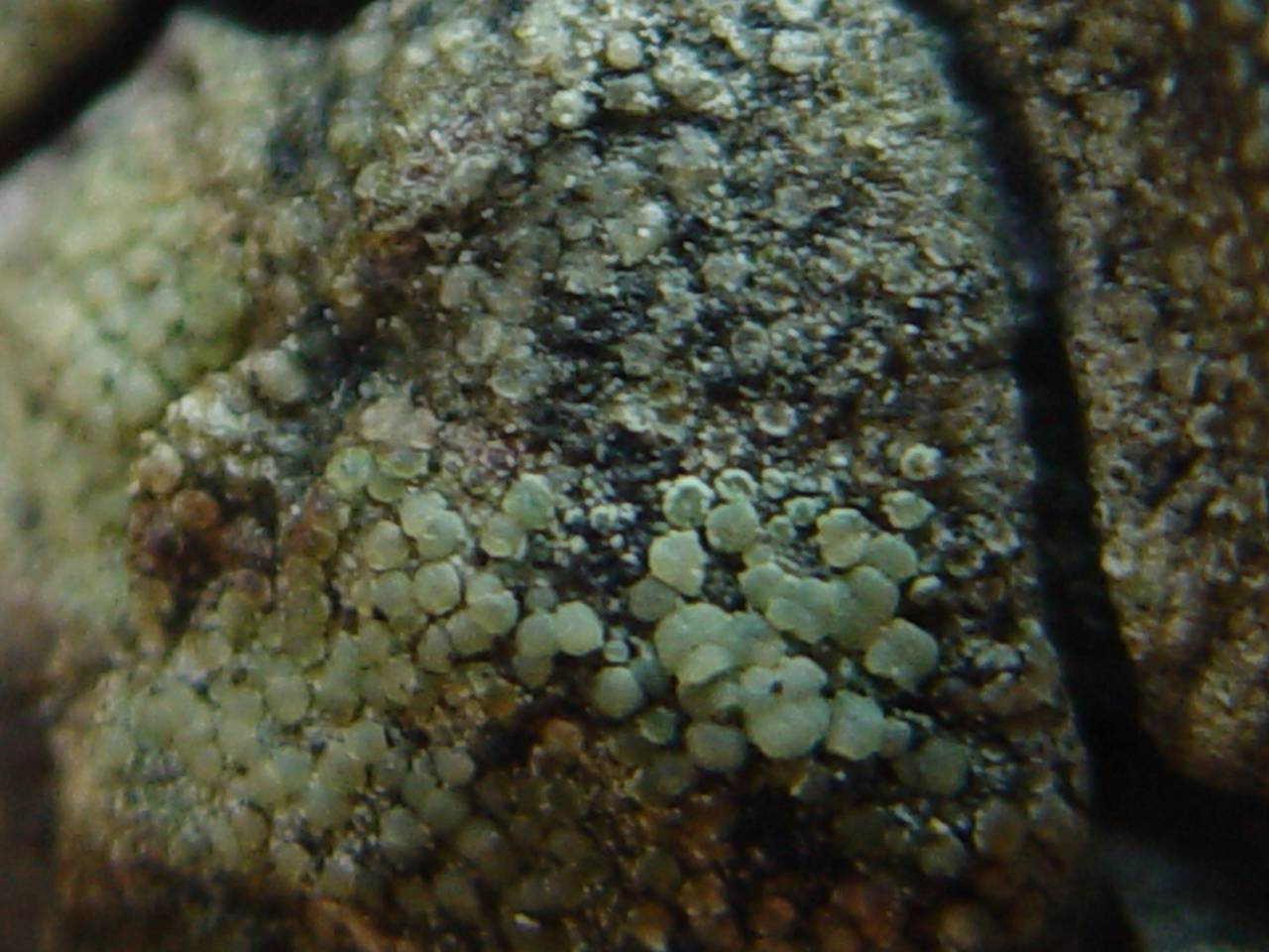 Observation mo-203004, Lecanora conizaeoides