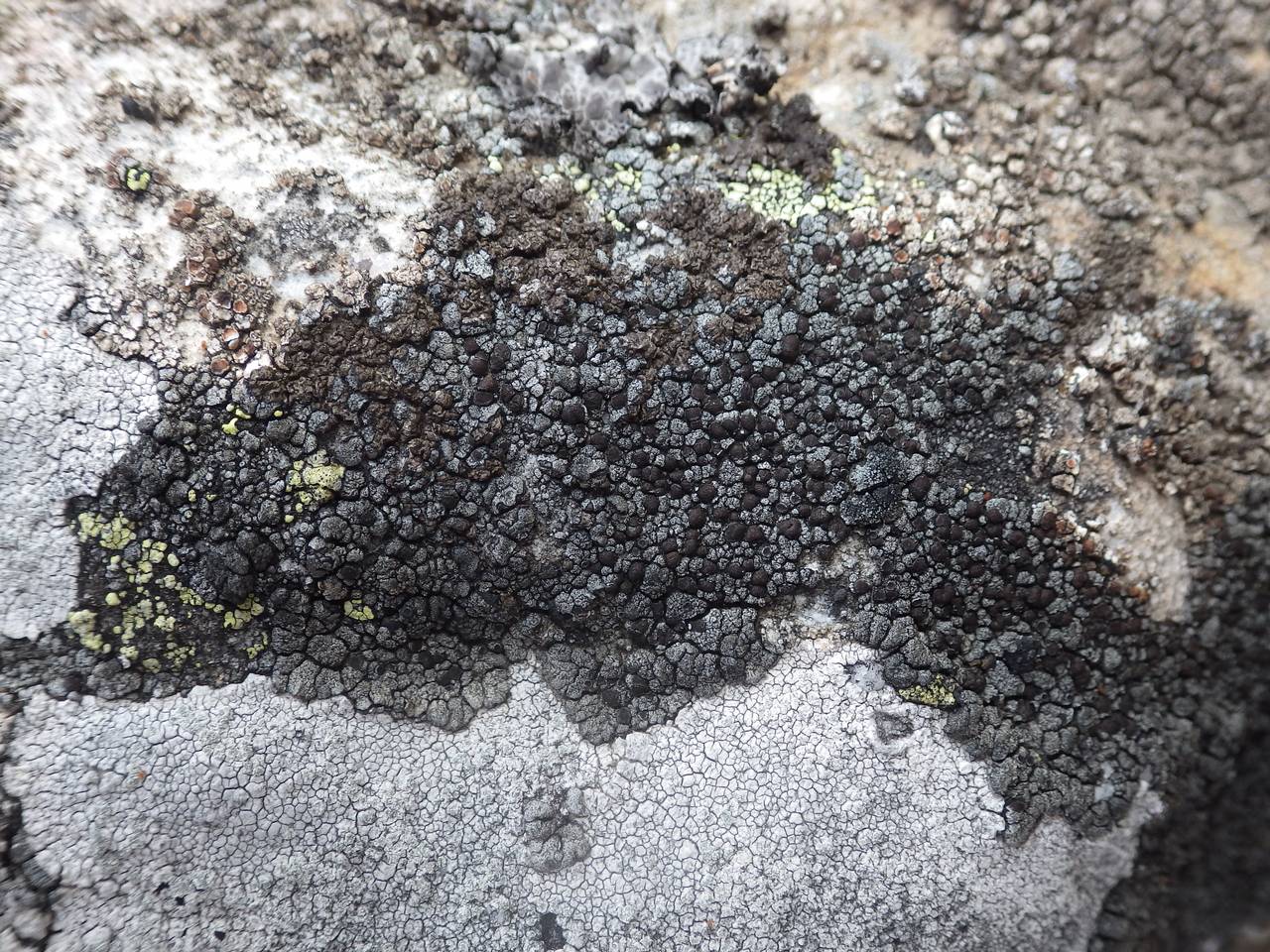 Observation mo-203870, Lecidoma demissum
