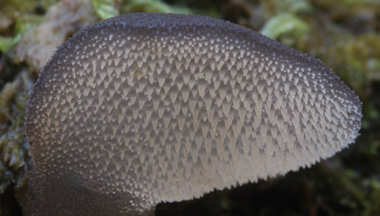 Observation mo-204944, Pseudohydnum gelatinosum