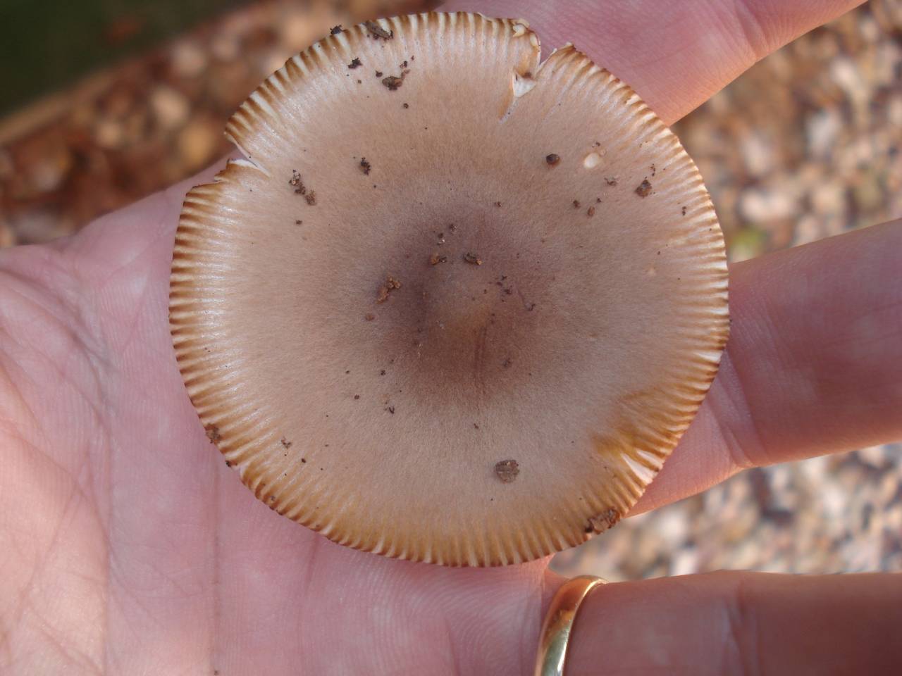 Observation mo-211554, Amanita sp. 'amerifulva01'