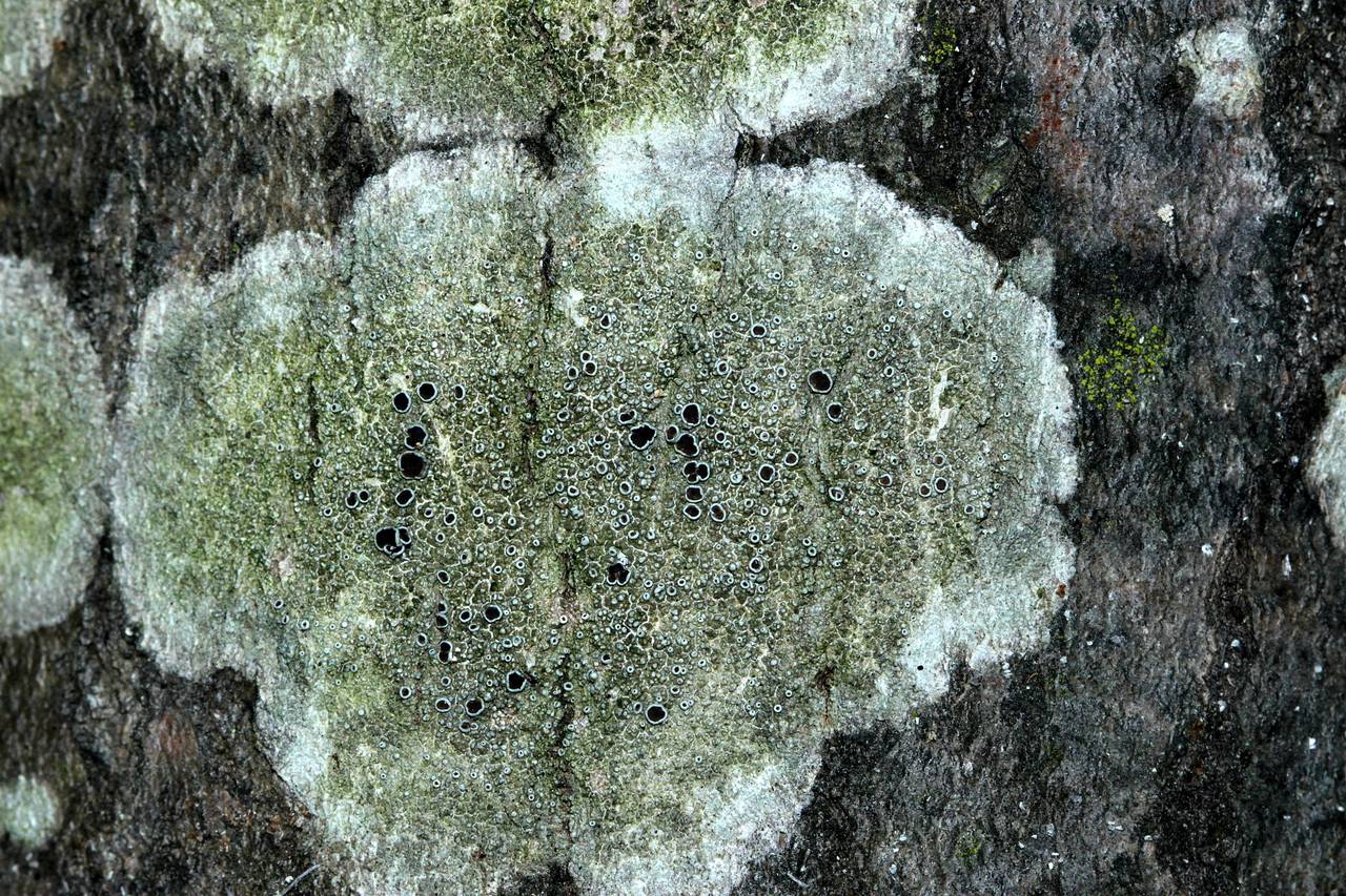 Observation mo-212950, Lecanora subrugosa