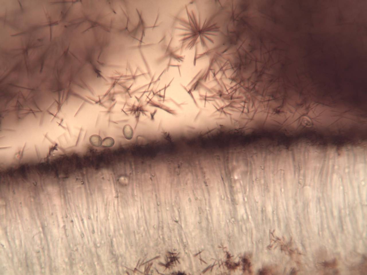 Observation mo-214788, Lecanora rubicunda