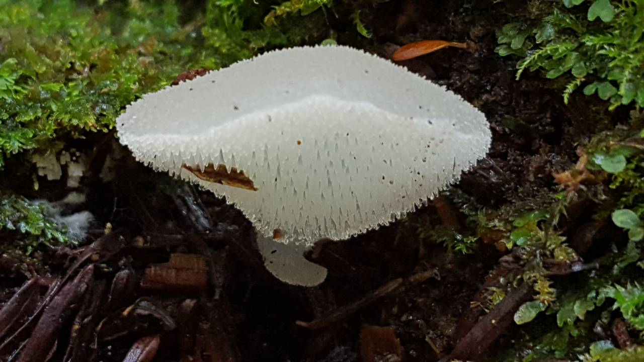 Observation mo-215084, Pseudohydnum gelatinosum