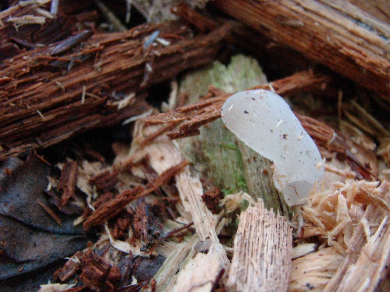 Observation mo-215162, Pseudohydnum gelatinosum
