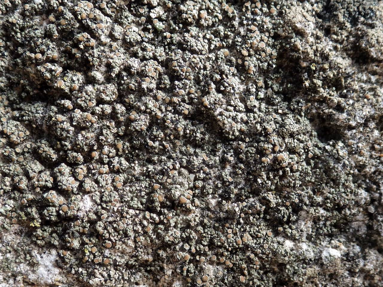 Observation mo-215971, Lecania erysibe